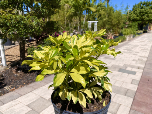 Arboricola trinette