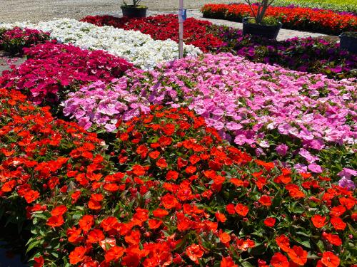 Impatiens - Sunpatiens