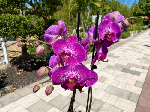 Phalaenopsis Orchid