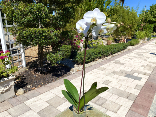 Phalaenopsis Orchid White