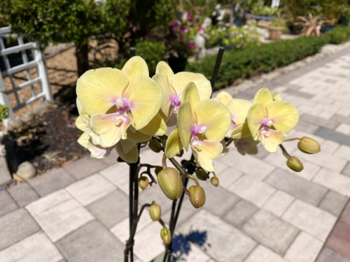 Phalaenopsis Orchid Yellow